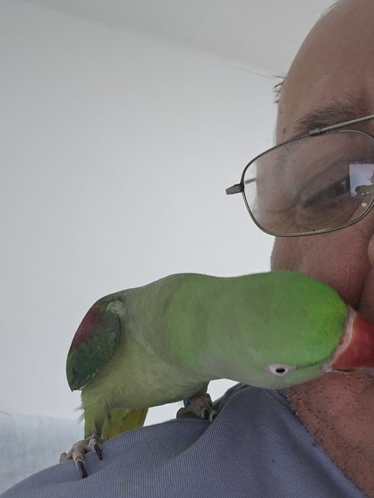 Vind papagal Marele Alexander +voliera cu accesorii