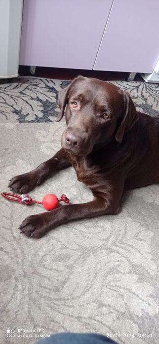 Кобель лобрадора ретривера.вязка