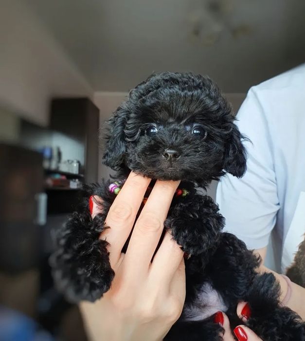 Китайская девочка мини Чернушка