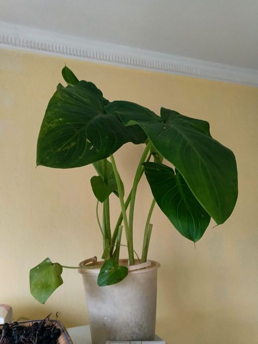 Продам цветы Каллы