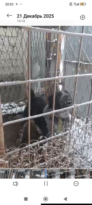 Alabay sotiladi erkek