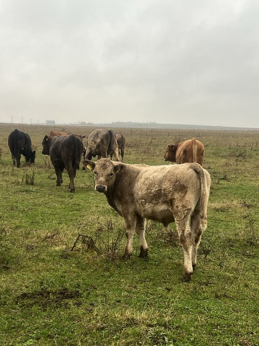 Vând viței angus