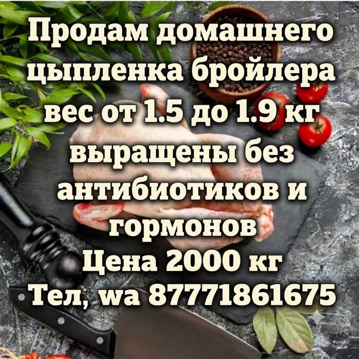 Цыпленки бройлер