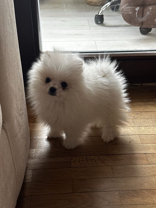 Мини померан Принцеса