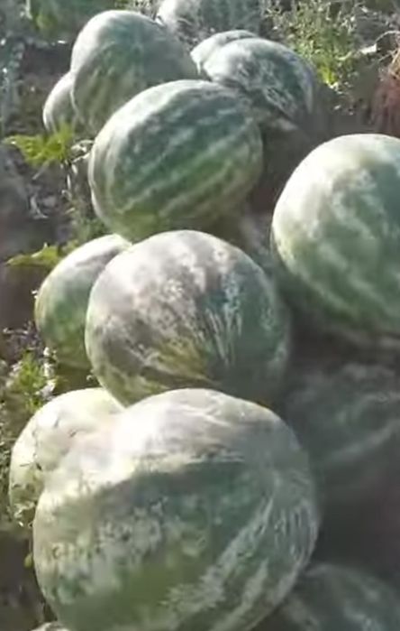 Продам Арбуз оптом