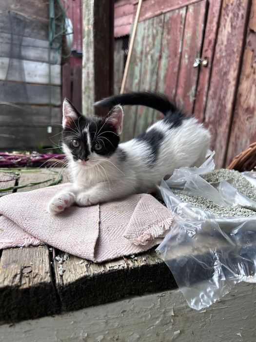 pisici spre adoptie