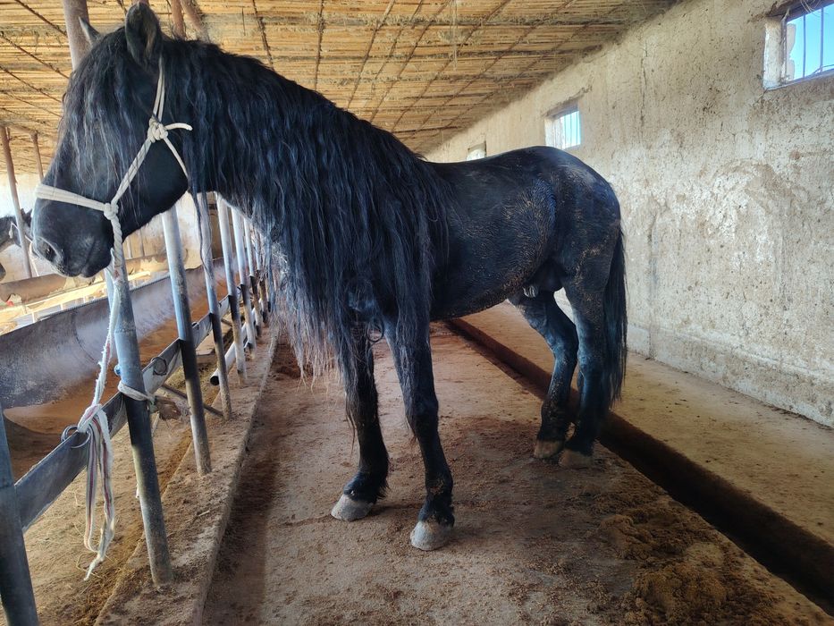 Айғыр үйір Айғыр