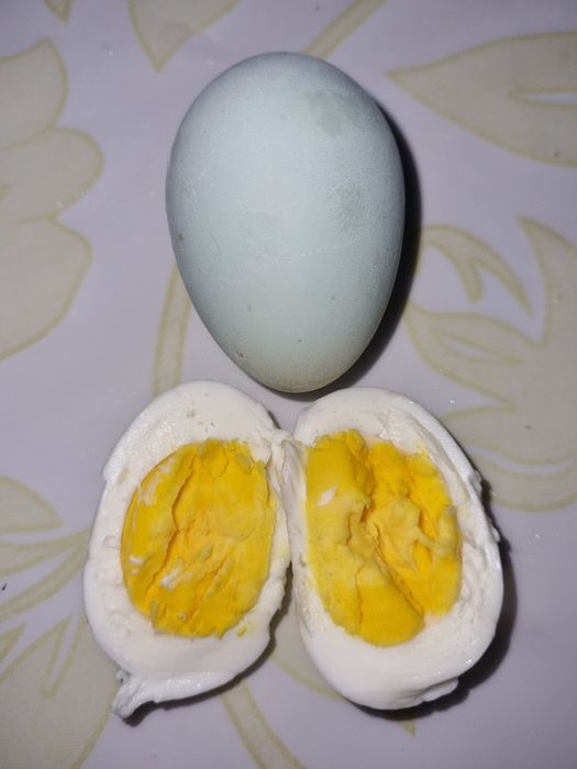 Продам яица уилхеи лечебное