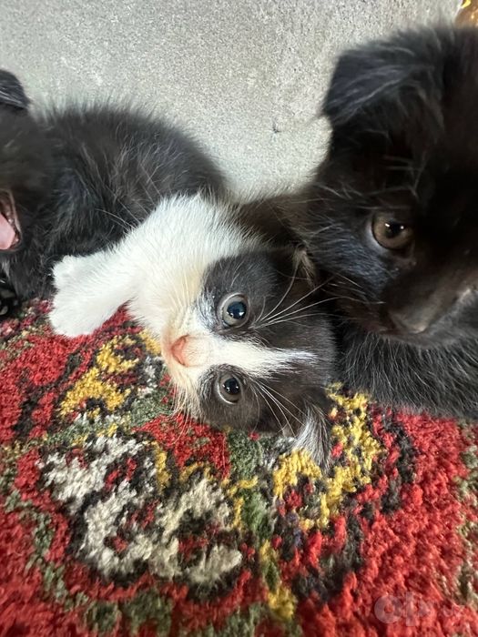бесплатные котята 2шт