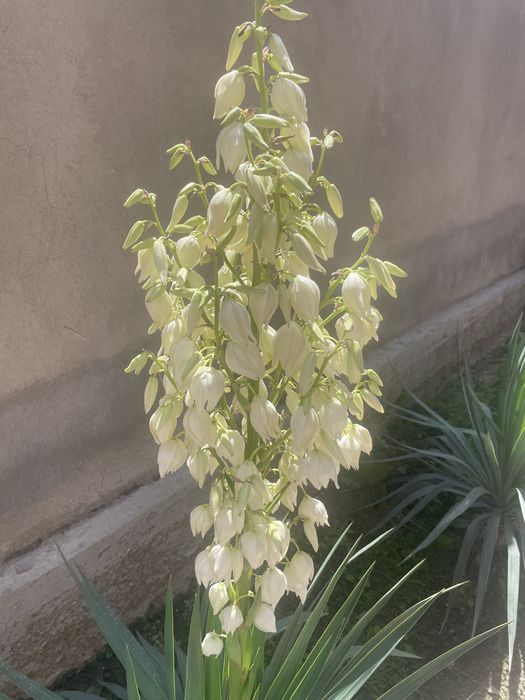 Цветы ЮКО  вечнозеленые