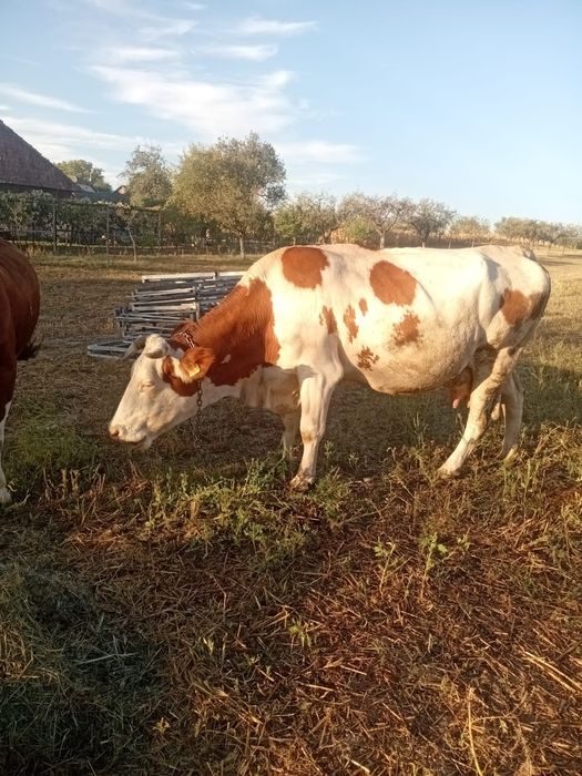 Vand vaca baltata romaneasca
