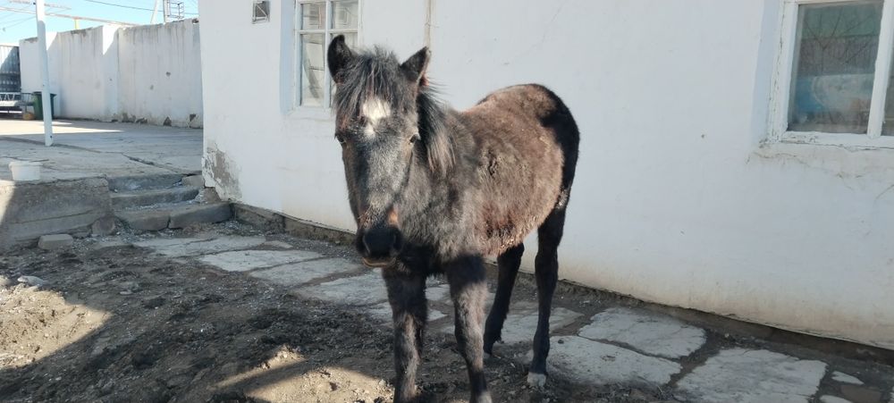 Сатылады жабағы семіз