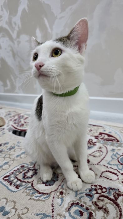 Взрослая Кошка в добрые руки