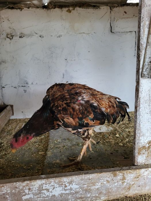 Сатамын тохапей кораз 15000