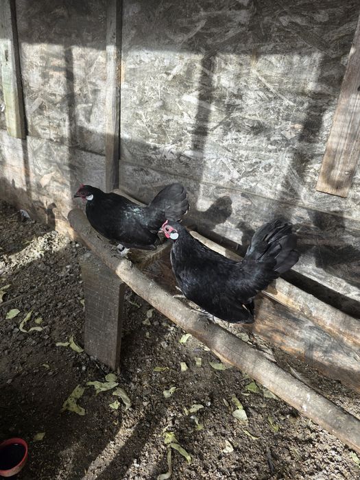 De vânzare  ,Cocoșii Rozecomb Bantam