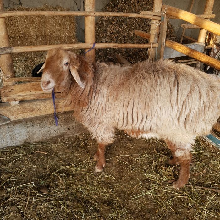 Qòchqorlar sotiladi