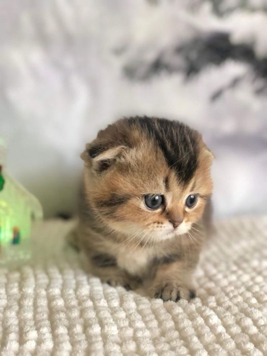 Кошка Шиншилла чистая