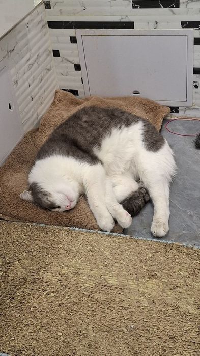 Отдам кота в добрые руки