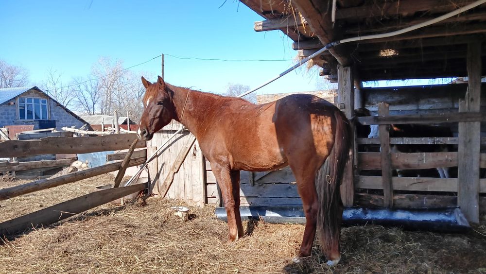 Бес жасар айғыр сатылады