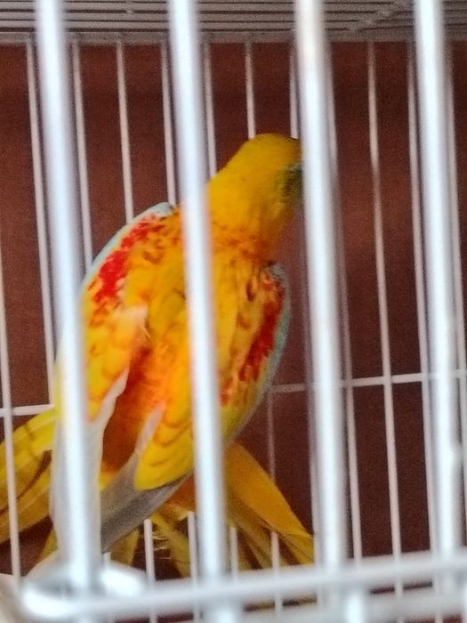 Papagalii diferite specii