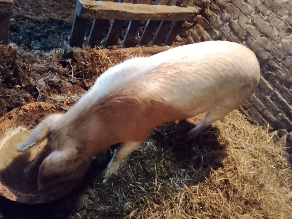 Продам 2х свинок возраст1,5 года