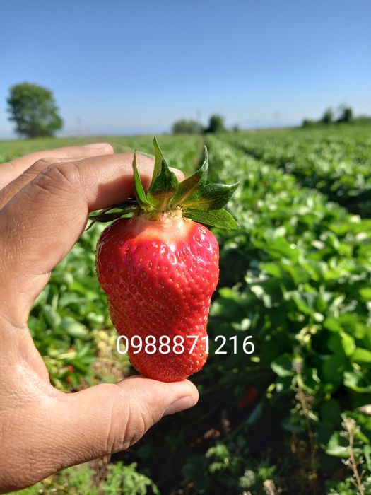 Предлагаме разсад ягоди