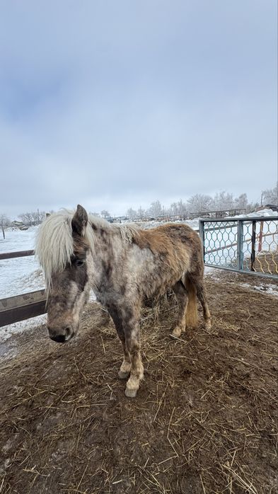 Продам жеребца 2 года