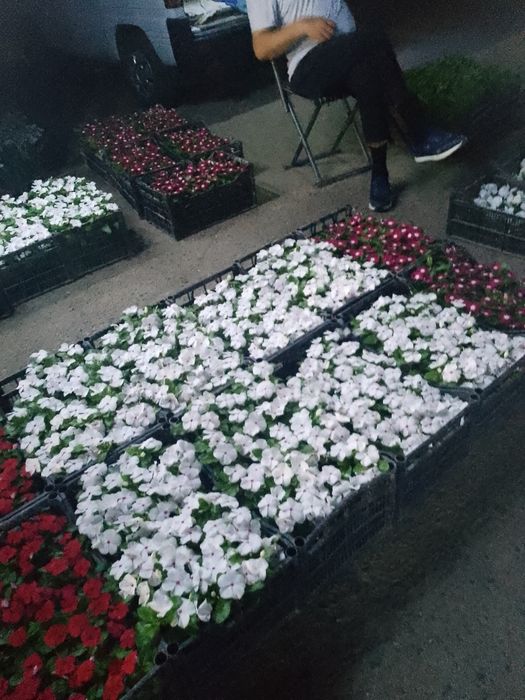 Boĝbonchilik gazon ekish parvarishlash