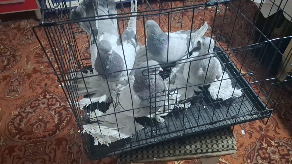 Продам домашних голубей