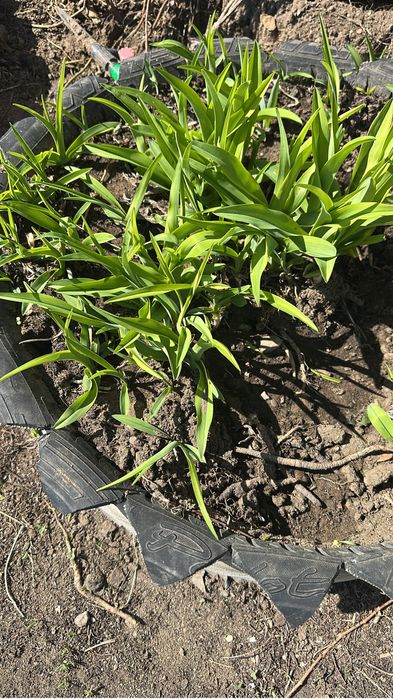 Ирис и Лилия продам луковицу