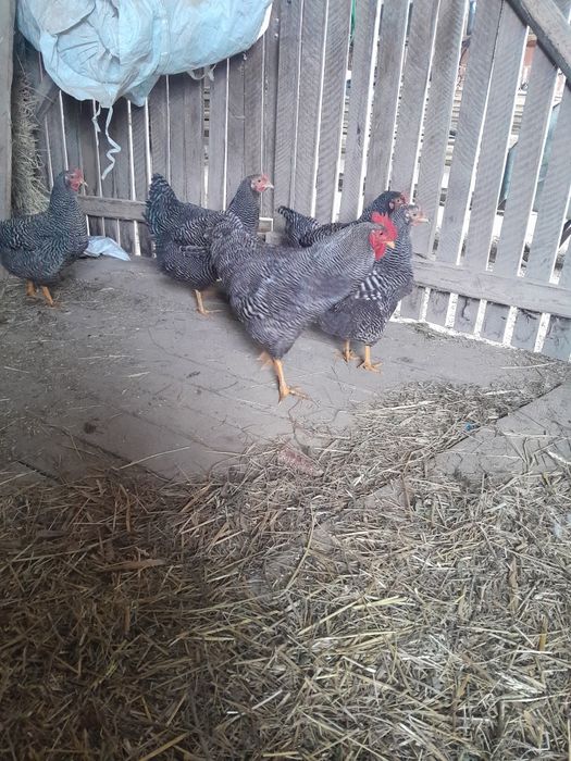 Familie de găini playmont rokh barat și rațe cu  moț