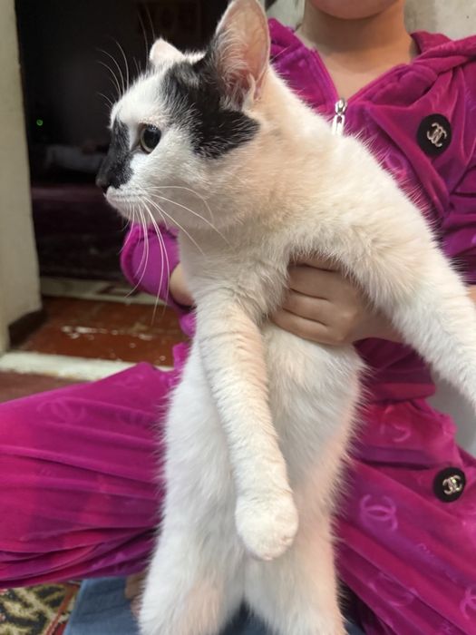 Мушук бесплатно бесплатно