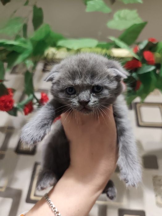 Ширинтой мушукчаларимиз сотилади