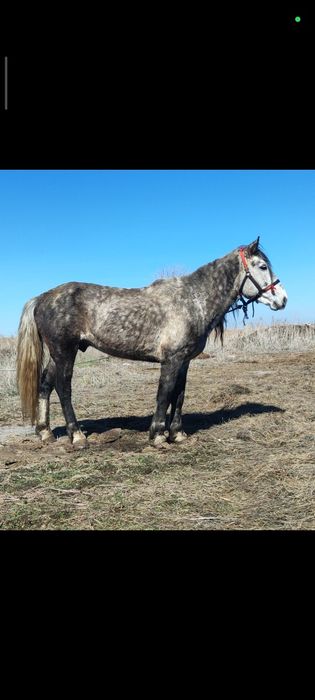 жеті жасар айғыр сатылады