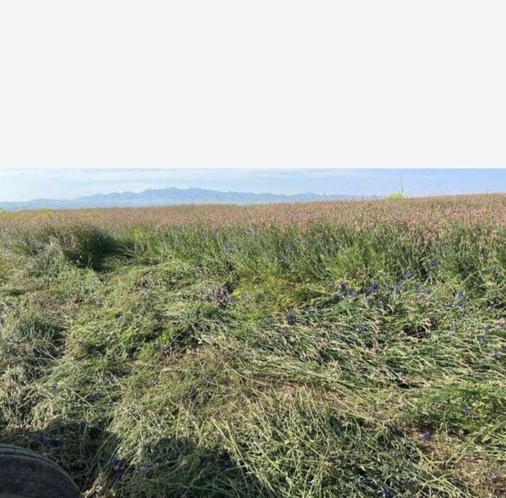 Продаем семена Эспарцет