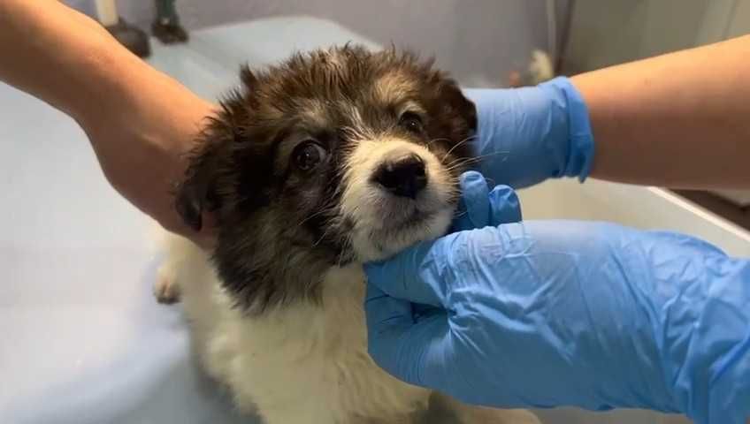 Щенкам нужен дом! Срочно!