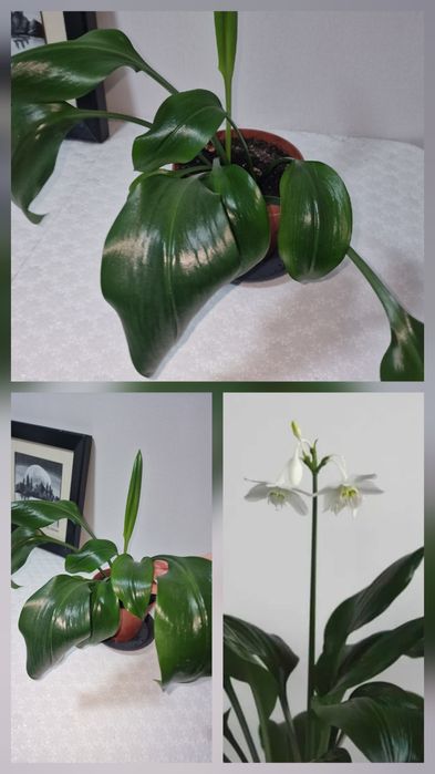 Продам домашние цветы от 1000