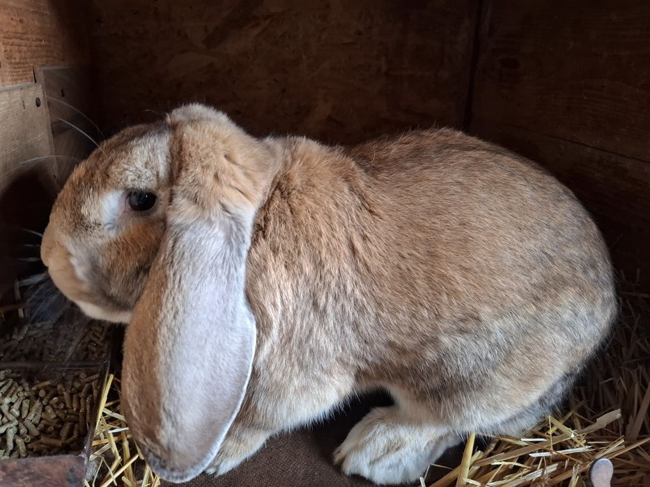 iepure berbec german