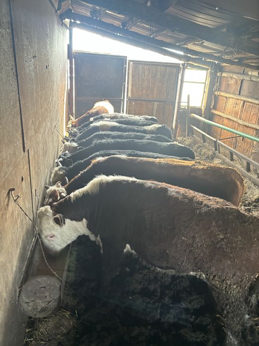 Бычки с откорма.