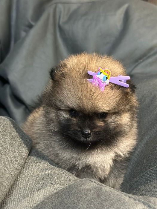 Продам щенков шпица.