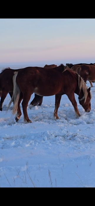 Продам табунного жеребца