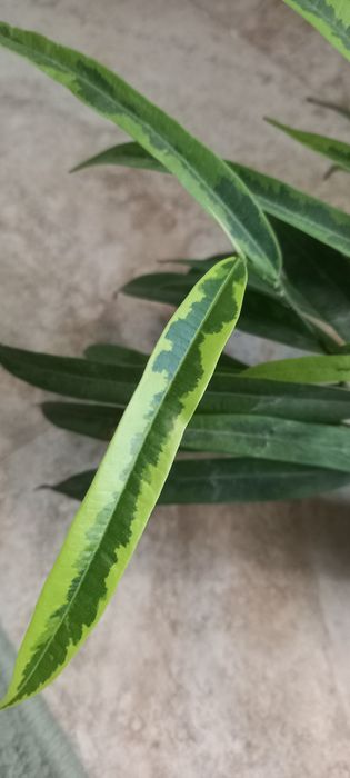 Фикус Али продам