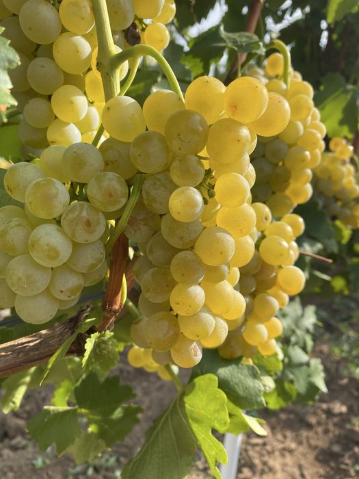 Struguri de vin si de masa