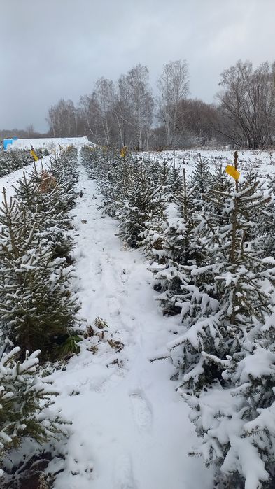 Саженцы, Посадочные материалы