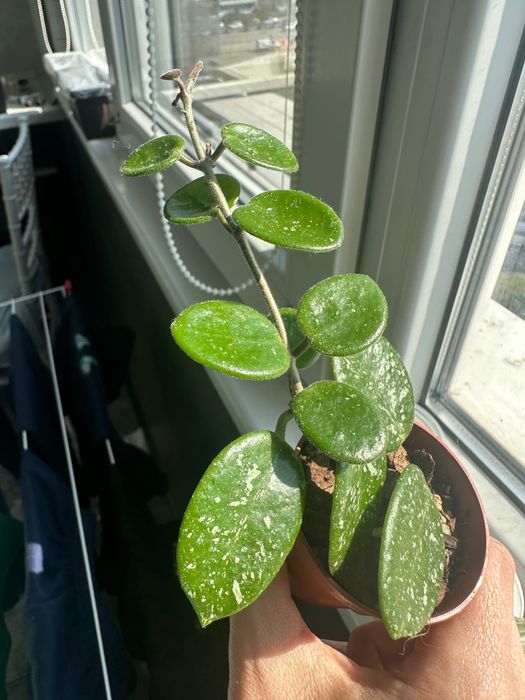 Хоя Mathilde и Sunrise