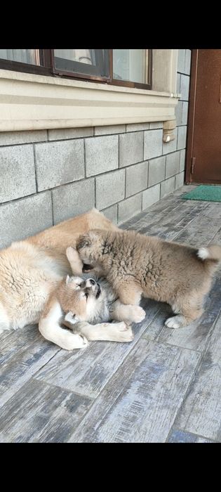 Верный друг Хатико