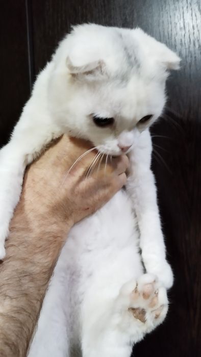 Отдам в добрые руки