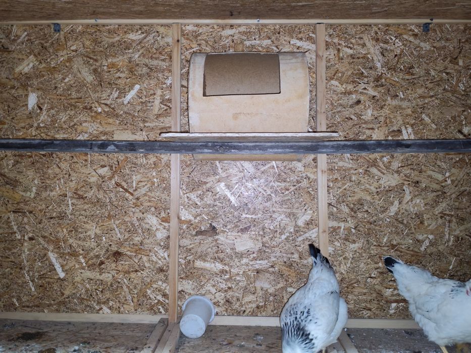 Katakxona quyon tovuq va boshqalar uchun