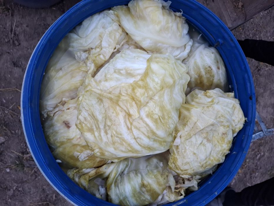 Varza murata Romaneasca si Marlo