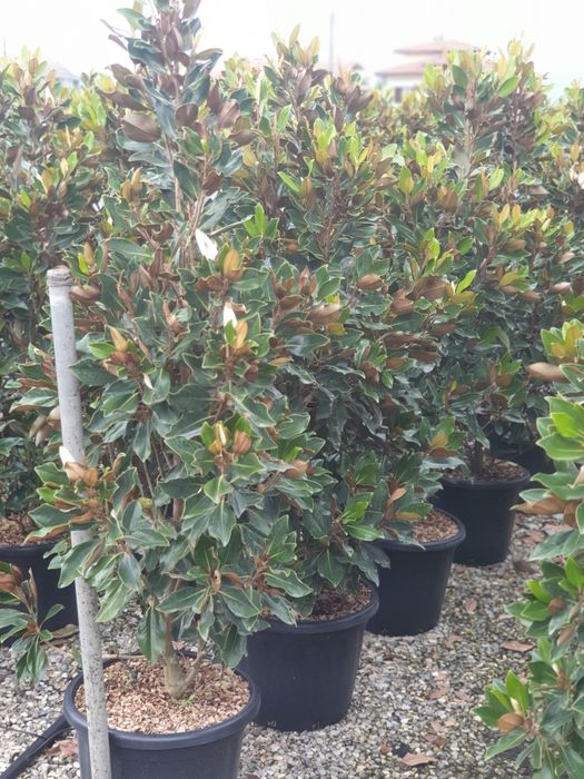 Magnolie yelow bry (galbenă)